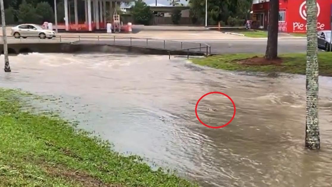 一頭鱷魚露出在水漲的河面。(影片截圖)