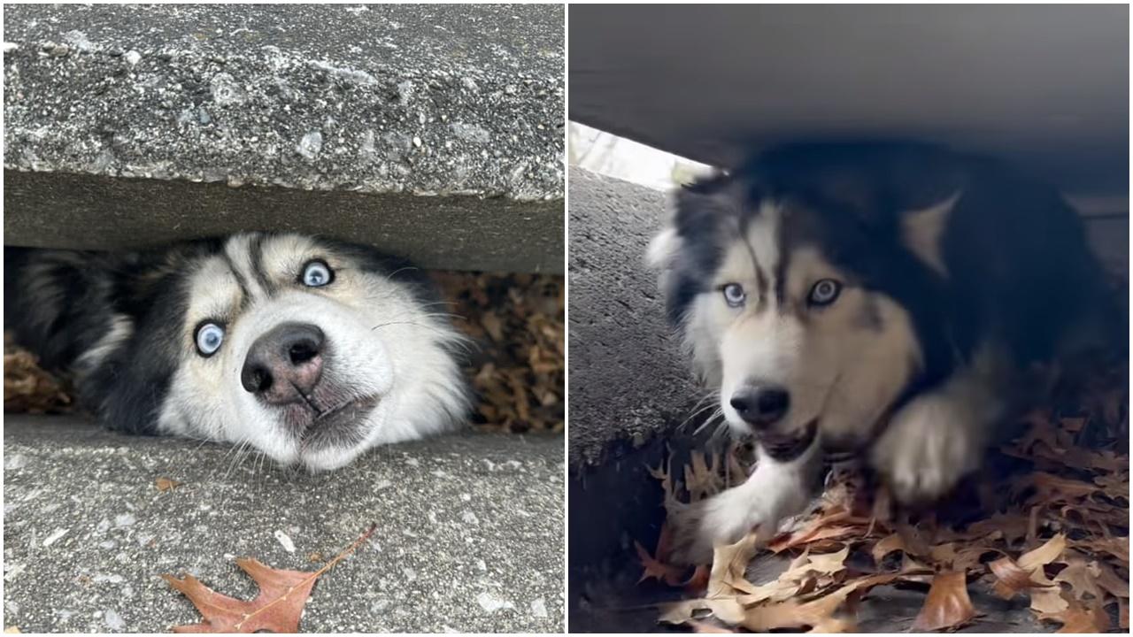 雪橇犬被困下水道呆萌笑樣，救援中心檢查後：零受驚。(FB)