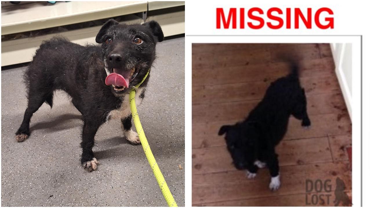 黑狗走失在森林獨活6年半，竟肥咗一個碼，惟飼主拒絕接回。(FB)