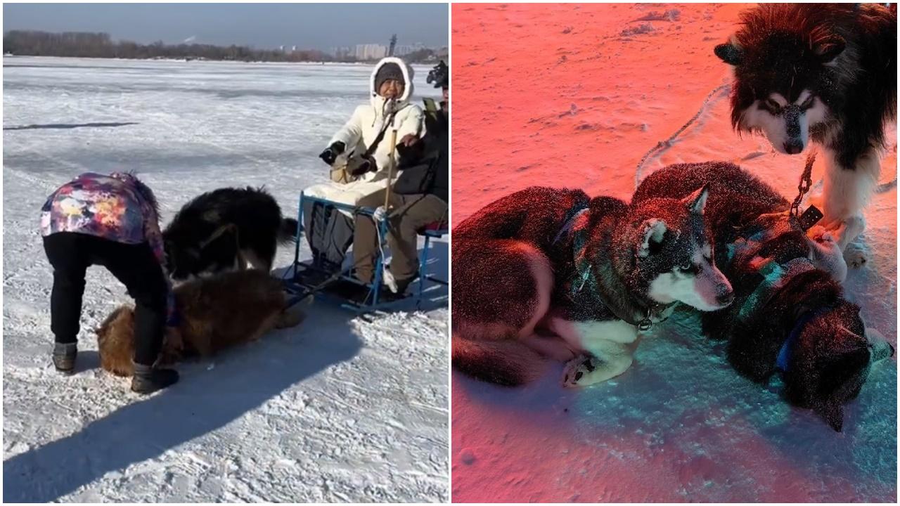 雪橇犬載客疲憊不堪，網民呼籲取消，哈爾濱文旅局：已嚴厲勸說。(微博)