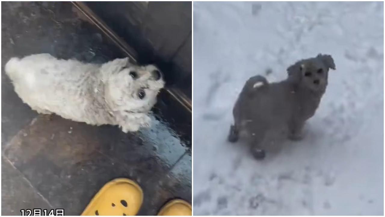 狗狗一出門就由白變黑，網民：勁過變魔術。(微博)