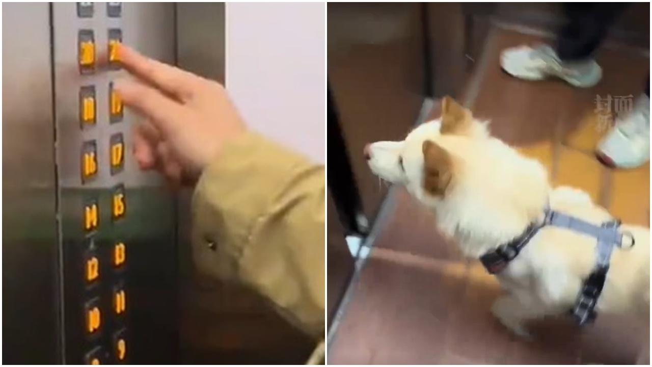 「屁孩」搭𨋢層層按！原來幫迷路狗狗尋家。(微博)