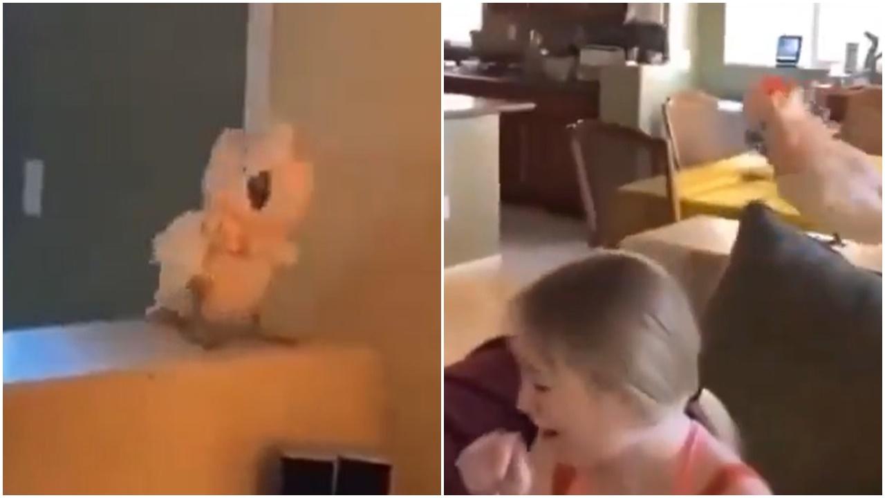 鸚鵡繼承離世嫲嫲招牌魔性笑聲，網民：既溫暖又恐怖。(X)