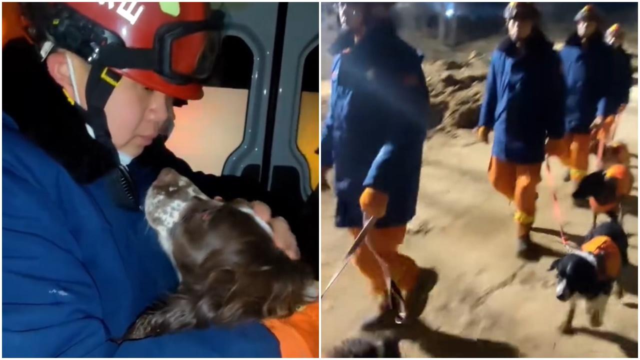 甘肅地震搜救犬倒領犬員懷中求摸，一到災區秒醒敬業獲讚。(微博)