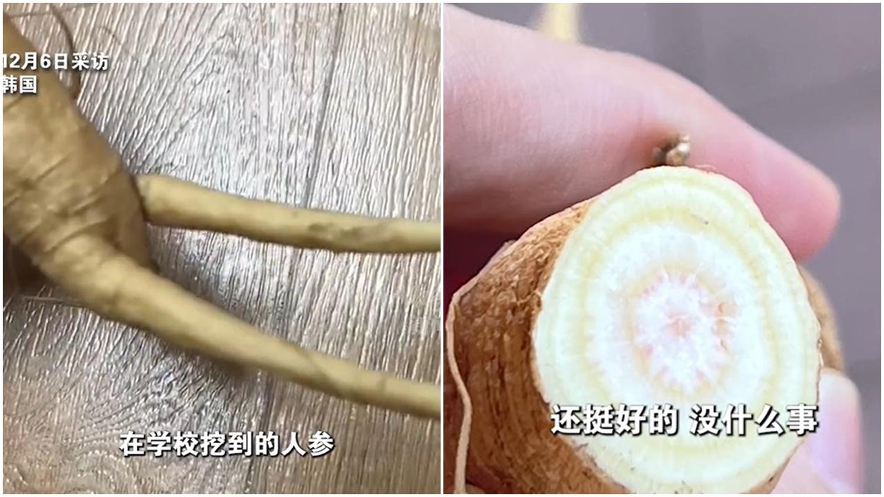 中國留學生在韓挖到「人參」，咬一啖竟昏迷17小時。(微博)