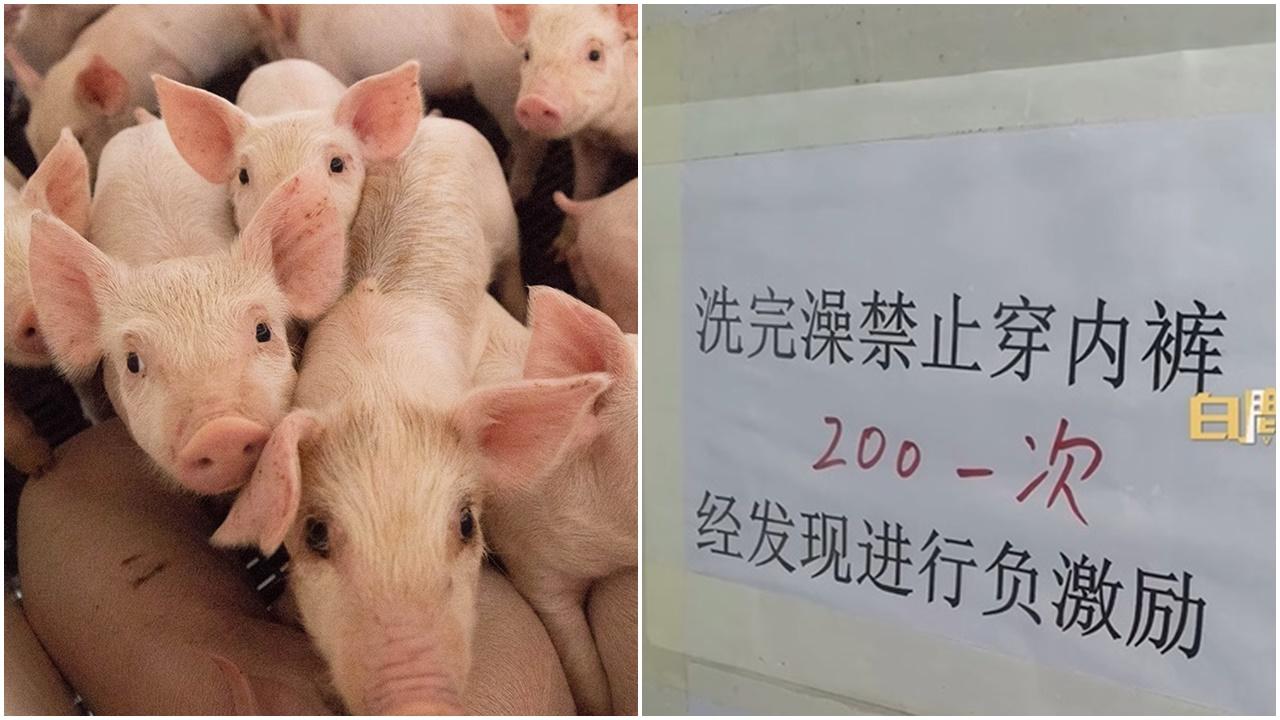 沖完澡唔比著底褲違者罰200元，豬場飼養員怒辭職。