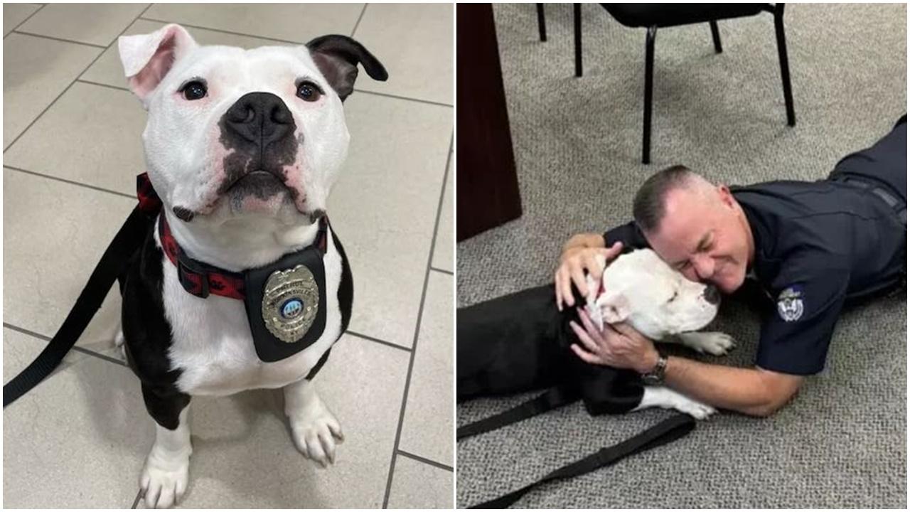 流浪狗訪警局1日，火速被收編授勳為警犬。(FB)