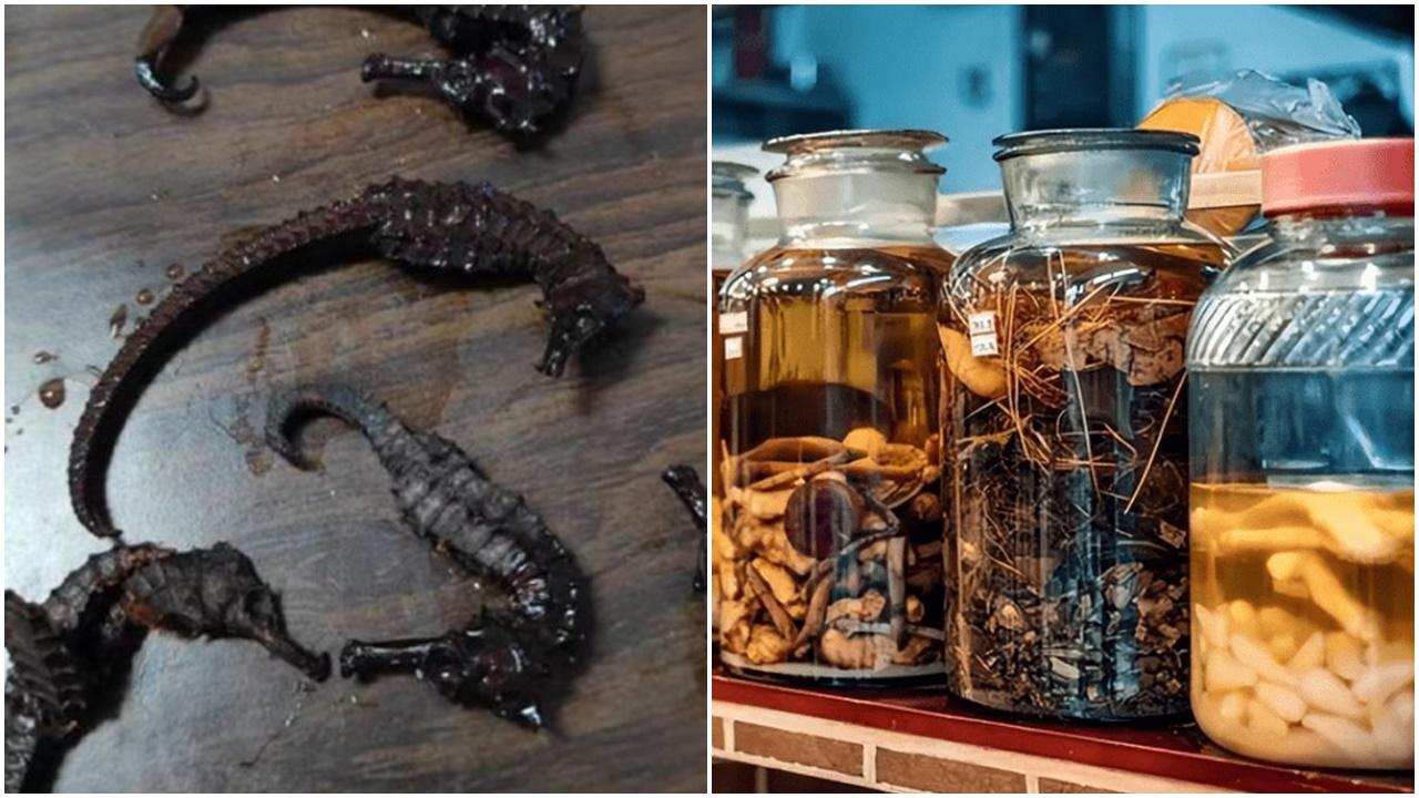 廣東漢泡2年藥酒進補，竟發現藥材係膠做。