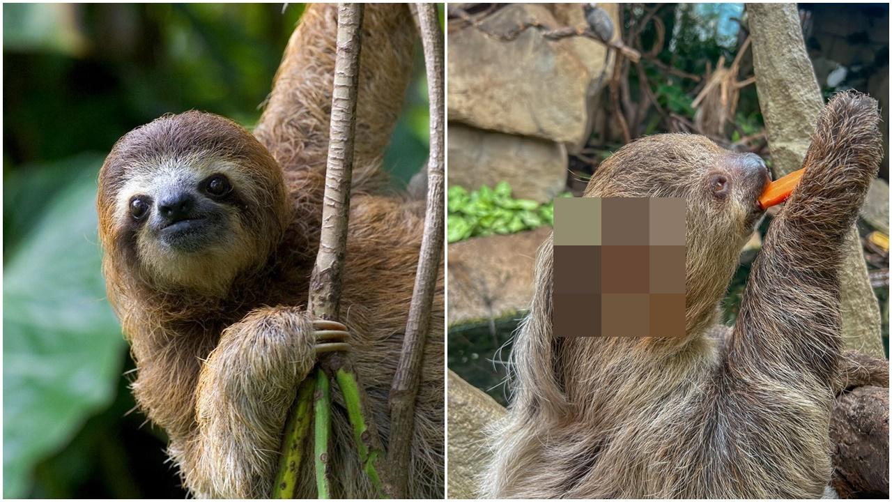 樹懶開餐意外露出毛下耳朵，百萬網民首次見深表震驚。（X）