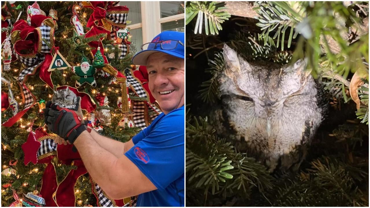 聖誕樹自己動起來，竟搜出呆萌小毛球。(X)