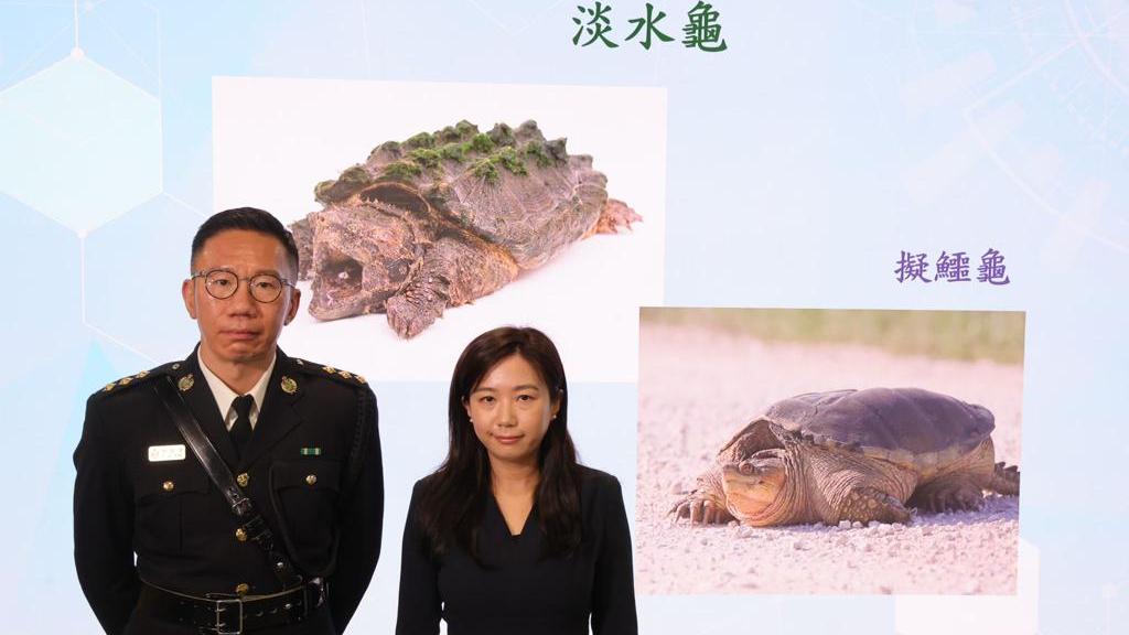 今年涉及瀕危物種案件暫錄379宗升約30%　大部分魚翅物種明起納入瀕危物種