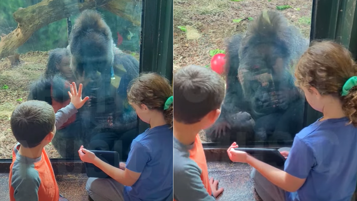 網上熱話｜猩猩跟小童一起玩iPad片段瘋傳 識敲玻璃示意睇下一條片 融化網民(有片)