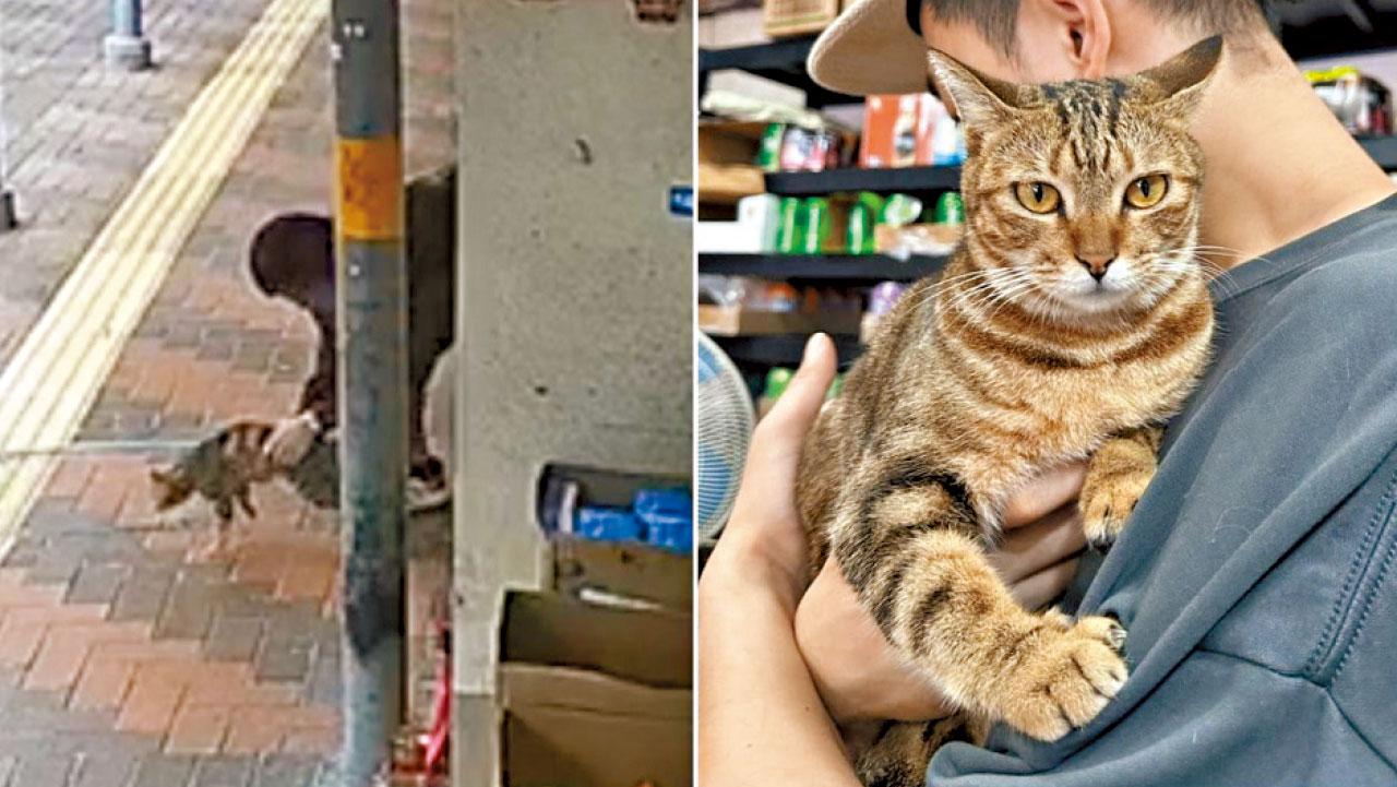 荃灣懷疑偷貓案 33歲男被捕 貓店長樂樂下落未明