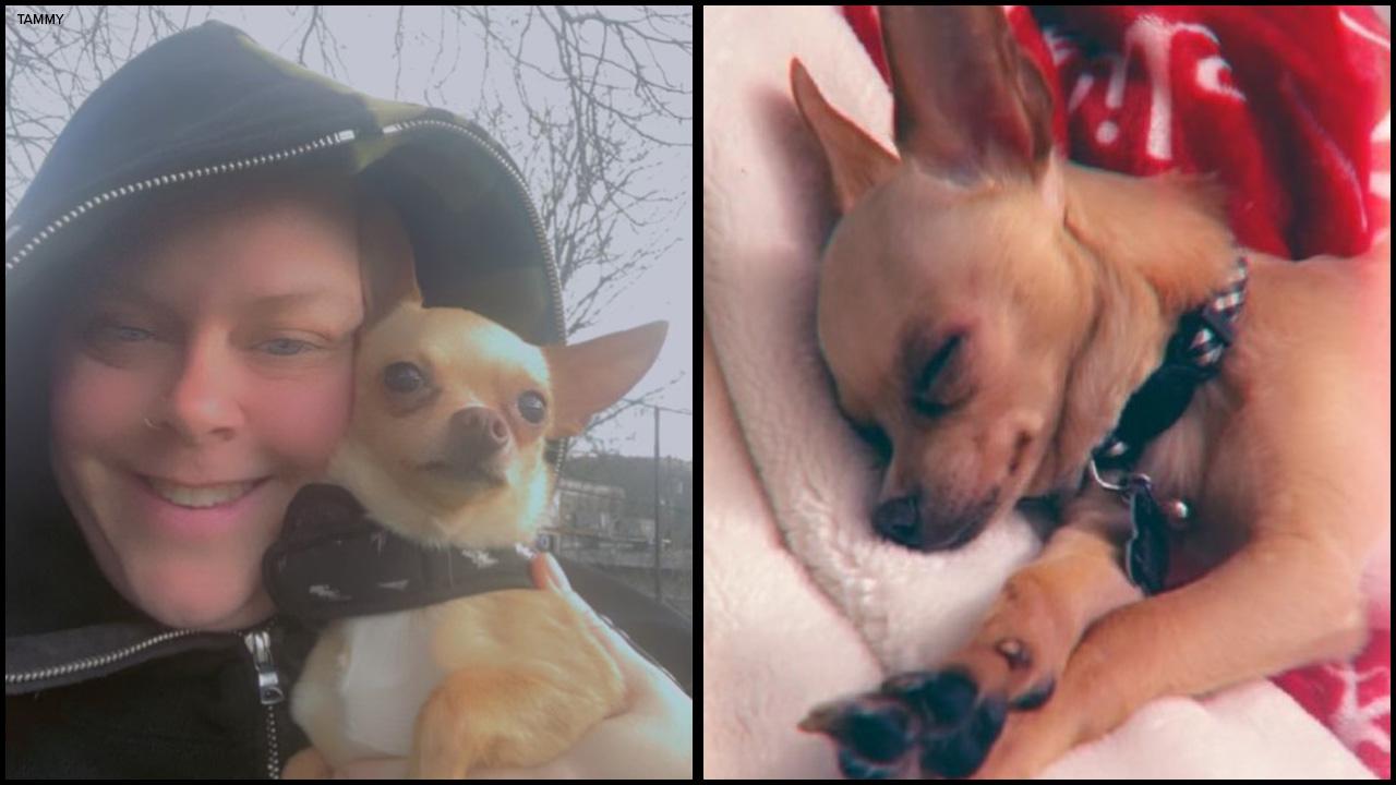 在公路狂奔的芝娃娃「小豆」。(網上圖片)