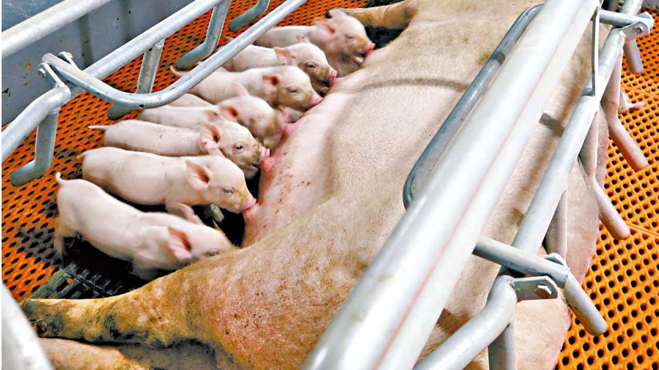 中國的豬肉自給