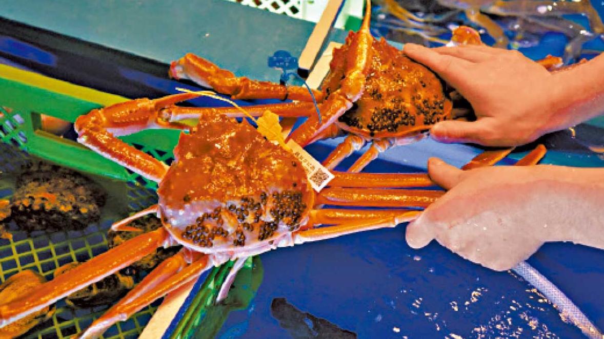 遊福井必食貢品越前蟹