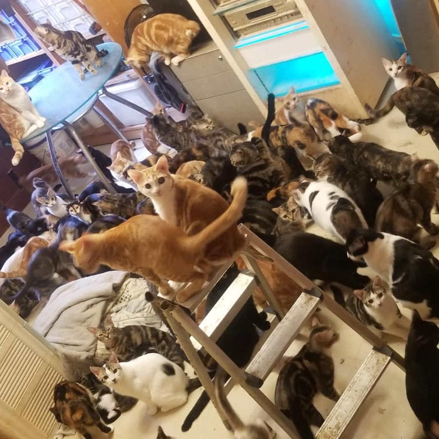 愛貓屋主養近100隻貓被鄰居投訴　呼籲市民領養否則恐被人道毀滅
