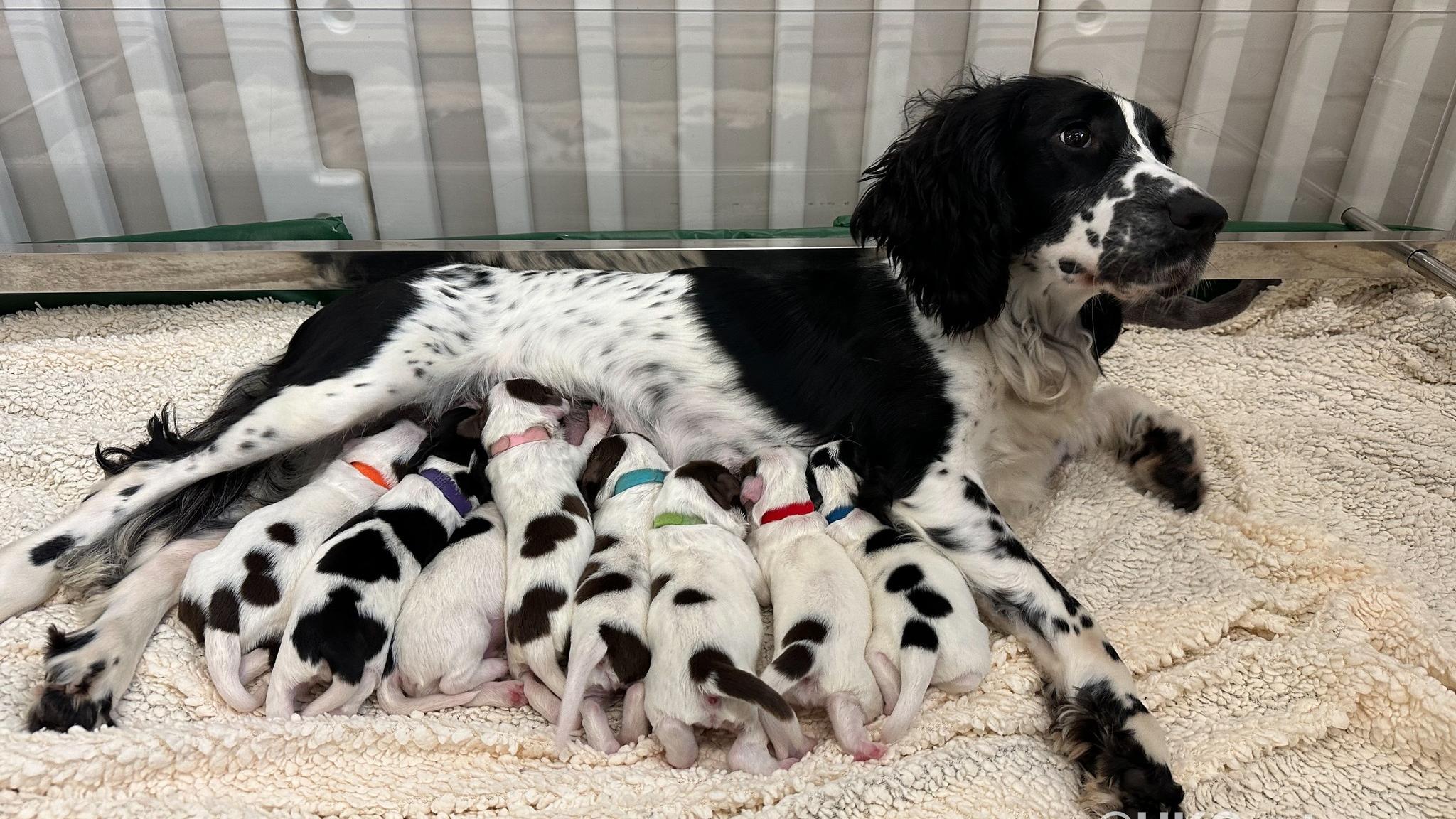 8隻史賓格幼犬上月出世。(海關FB)