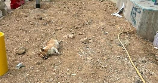 元朗八鄉哥基犬遭索帶綁嘴死亡 警列虐待動物案追查