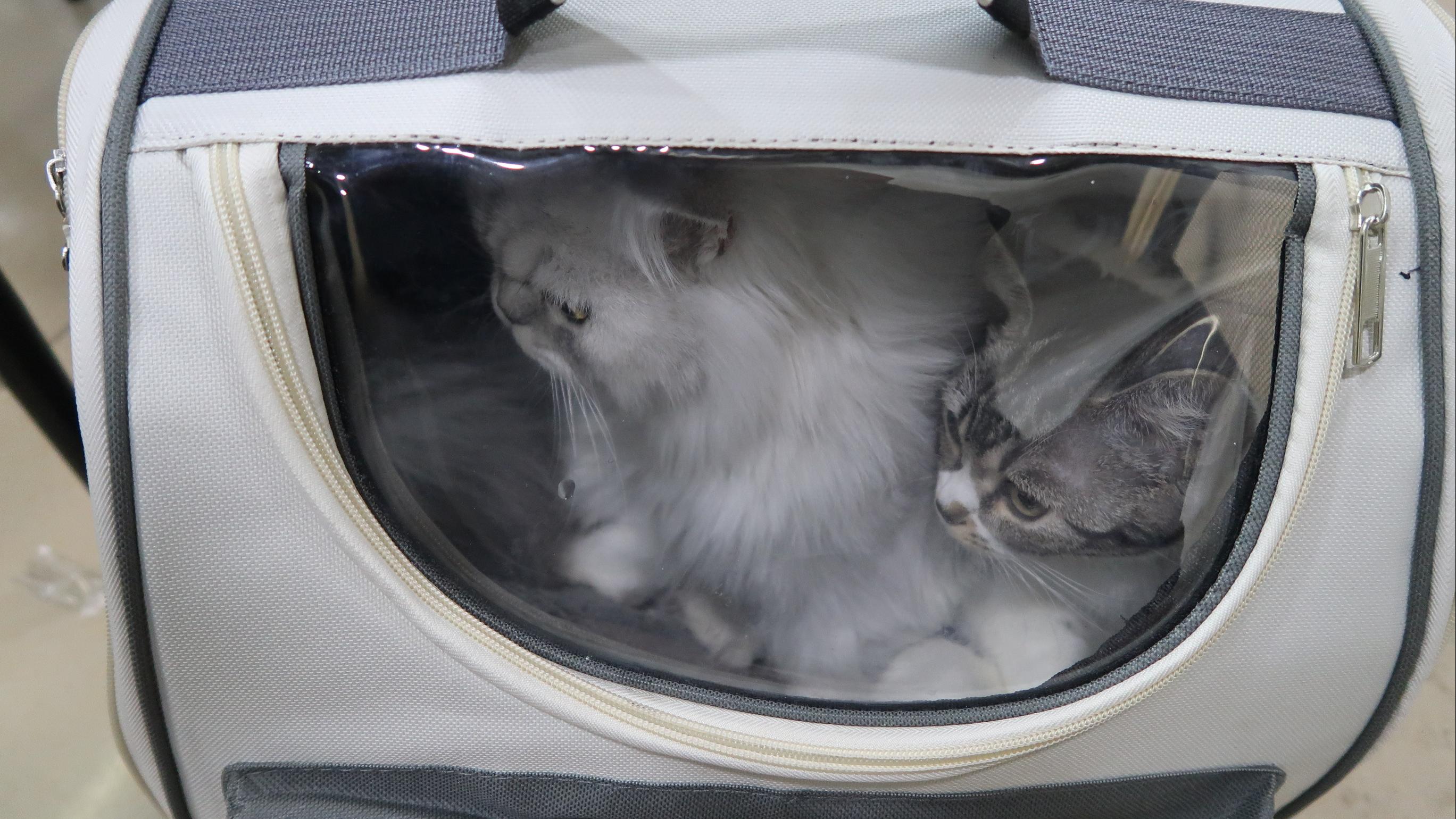 海關沙頭角中英街偵破非法進口動物案　檢獲5隻貓狗