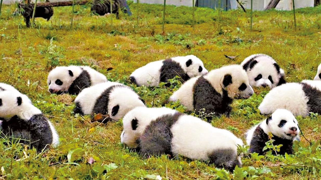 龍年搵大熊貓報喜 中旅成都、牟尼溝、九寨溝、都江堰8天潮遊純玩團