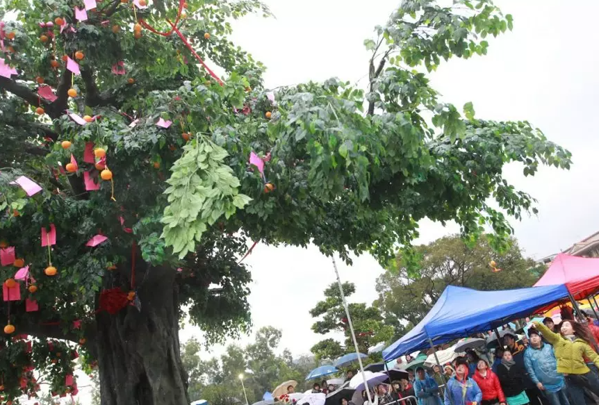 各區會設專責小組提振地區經濟　大埔擬推夜光許願樹（資料圖片）