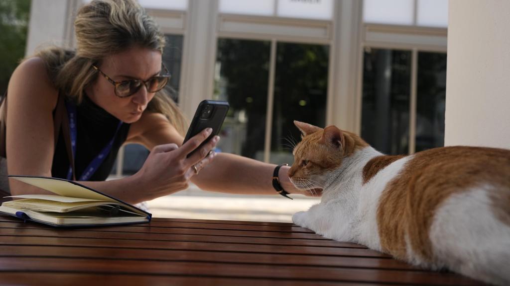 研究驚揭貓「乜都食」獵食逾2000種動物不少屬瀕危 專家反擊︰人仲危害動物啦！