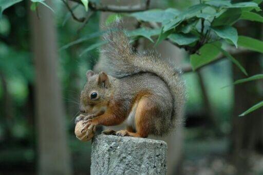 日本東京都武藏野市的井之頭自然文化園，日前使用殺死寄生蟲用的多種藥劑後，園方飼養的日本松鼠相繼死亡，目前數量已達31隻。園方初步推斷松鼠死因可能是殺蟲劑中毒。(網上圖片))