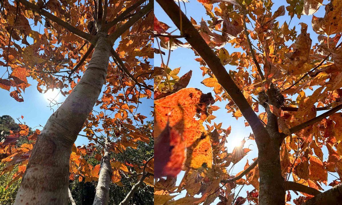 紅葉行山路線︱元荃古道半段往深井 石龍拱海景配舊式滑梯