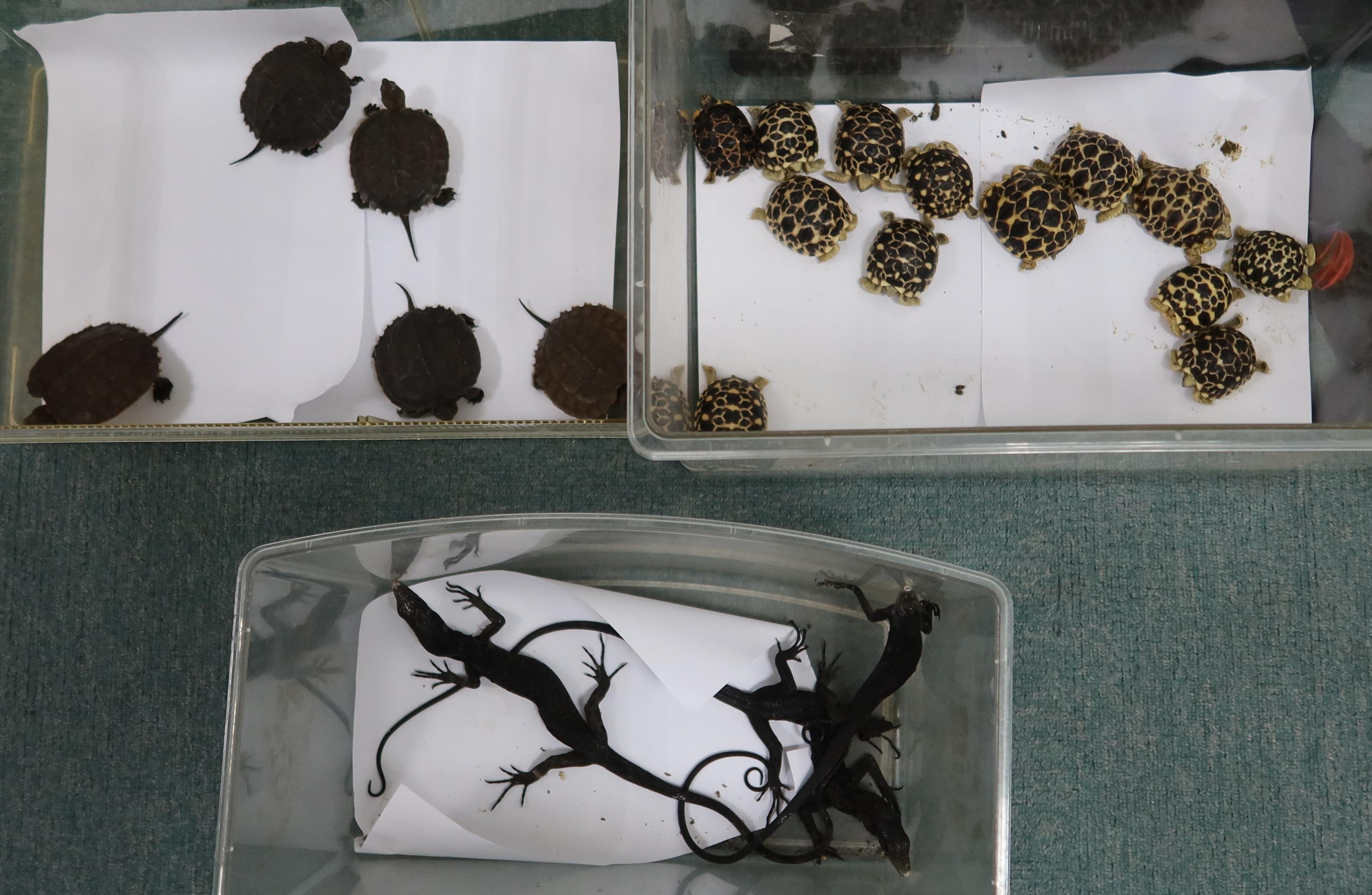 圖示被檢獲的瀕危活龜和活蜥蜴。