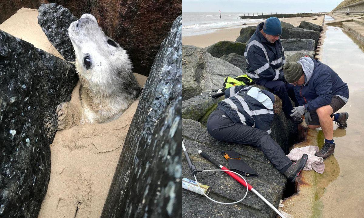 攝影師海邊聞被困小海豹求救聲　被沙埋到頸險浸死