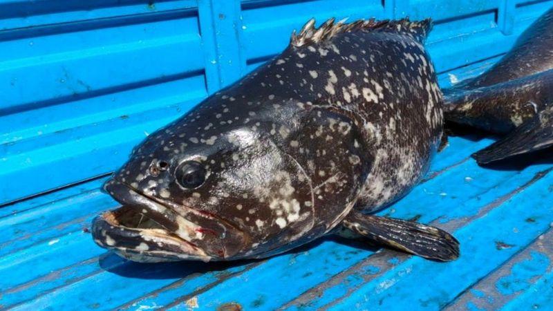 在北京，國台辦今日(22日)表示，海關總署決定即日起恢復由台灣輸入石斑魚(網上圖片)