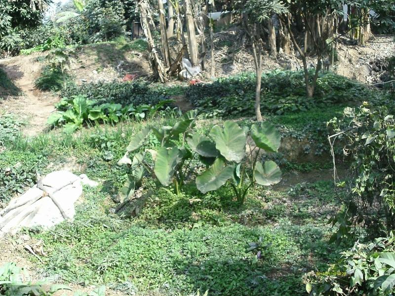 女子疑誤食海芋中毒。(網上圖片)