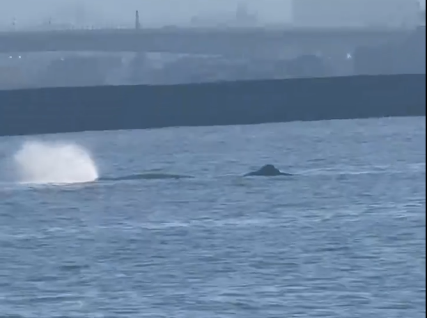 大阪灣再發現鯨魚出沒。(影片截圖)