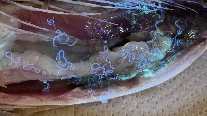 鯖魚劏開驚見逾200條寄生蟲！日本海獸胃線蟲感染個案增 兩方法可殺