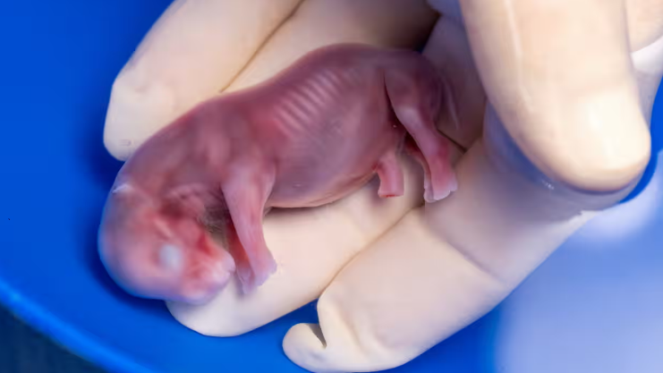 人工受孕突破！世上僅存2隻 北方白犀牛有望免絕種