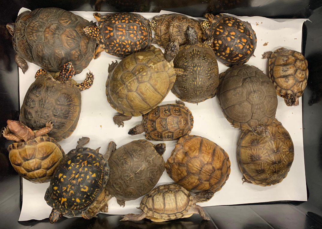 海關昨日在香港國際機場一號客運大樓檢獲六十四隻懷疑受管制屬瀕危物種的活龜。