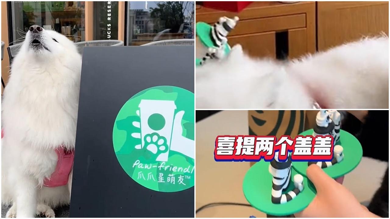西摩犬去Starbucks討免費甜品，一個轉身害主人荷包出血。(微博)