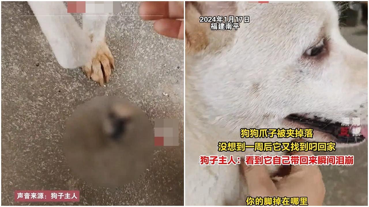 狗狗手仔遭陷阱夾斷，一周後叼回斷掌令飼主心酸。(微博)