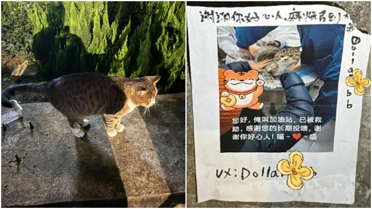 長期投餵的流浪貓失蹤勁擔心，驚見告示揭溫暖結局。(微博)