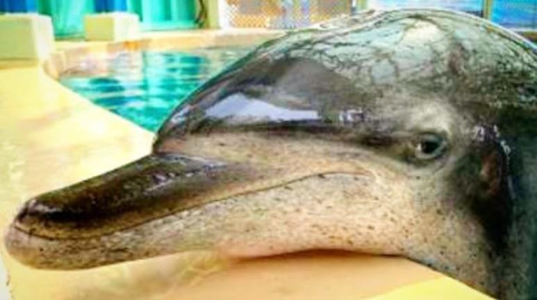 海洋公園最年長雄性樽鼻海豚Molly離世，享年40歲。(海洋公園)