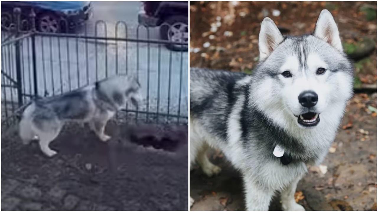 雪撬犬搬新屋狂挖窿幾個鐘，救全村逃過一劫。(IG)