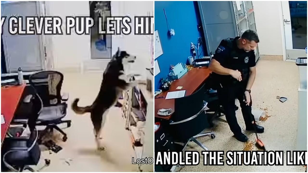 收容所深夜響警報，暖男警不怪頑皮犬兼自發打掃獲讚。(FB)