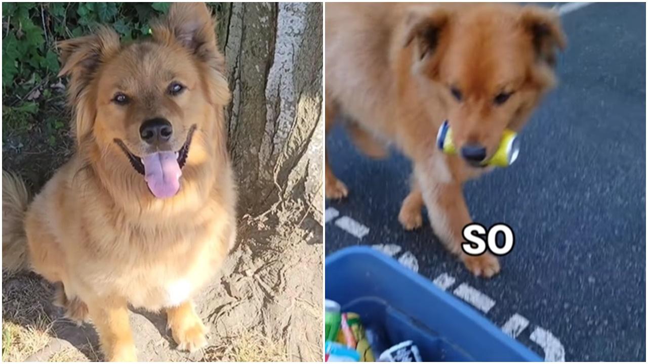 狗狗散步執樽執罐，被讚自己飯錢自己賺。(IG)