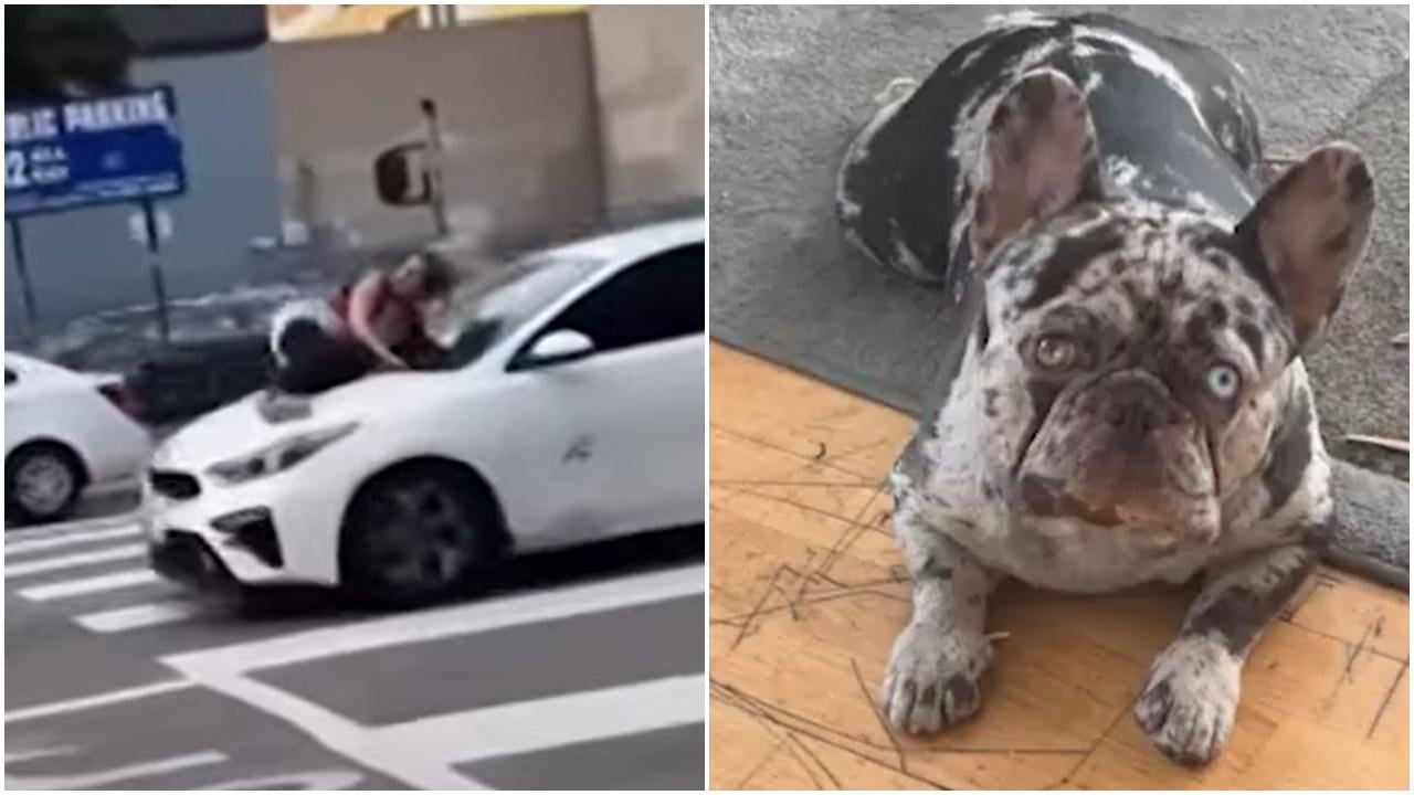 為救被擄愛犬，女主人不惜亡命街頭趴車頭。(YouTube)