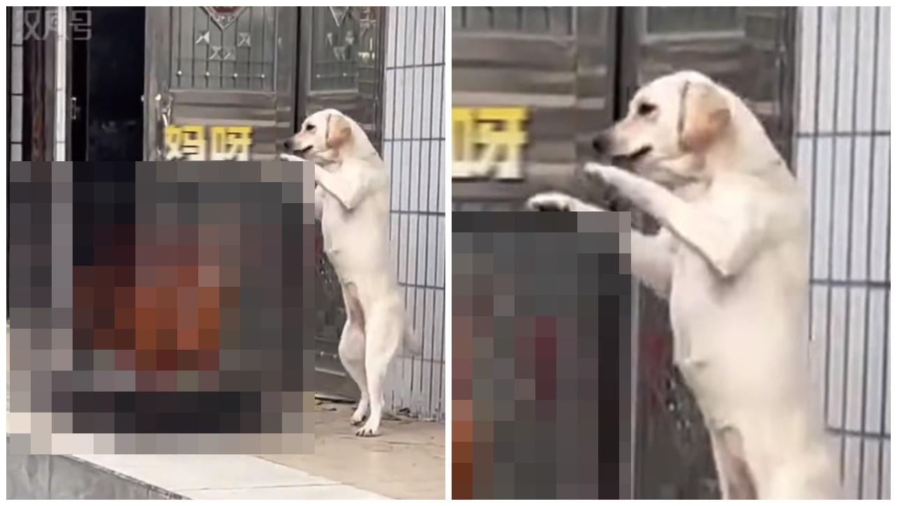 為阻愛犬偷食將臘腸放在這裡曬，網民驚嘆：主人夠狠。(微博)