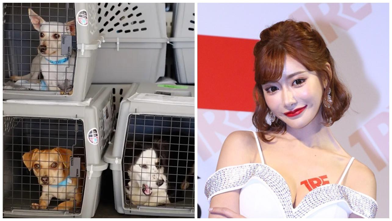 日航2寵物葬身火海，明日花綺羅偕逾3萬人聯署促讓毛孩搭客艙。