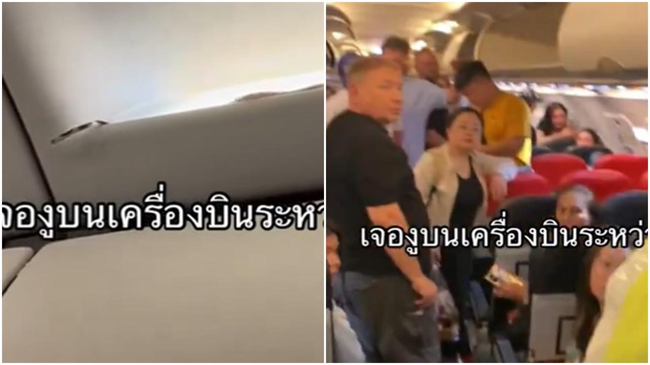 機上驚見有蛇惹騷動，空少1招化解危機。(X)