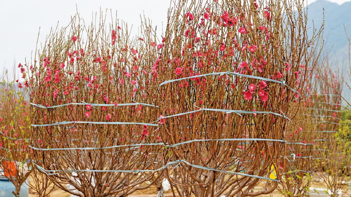 本周溫急降 花農稱及時凍 桃花、蝴蝶蘭料準時開花賀新歲