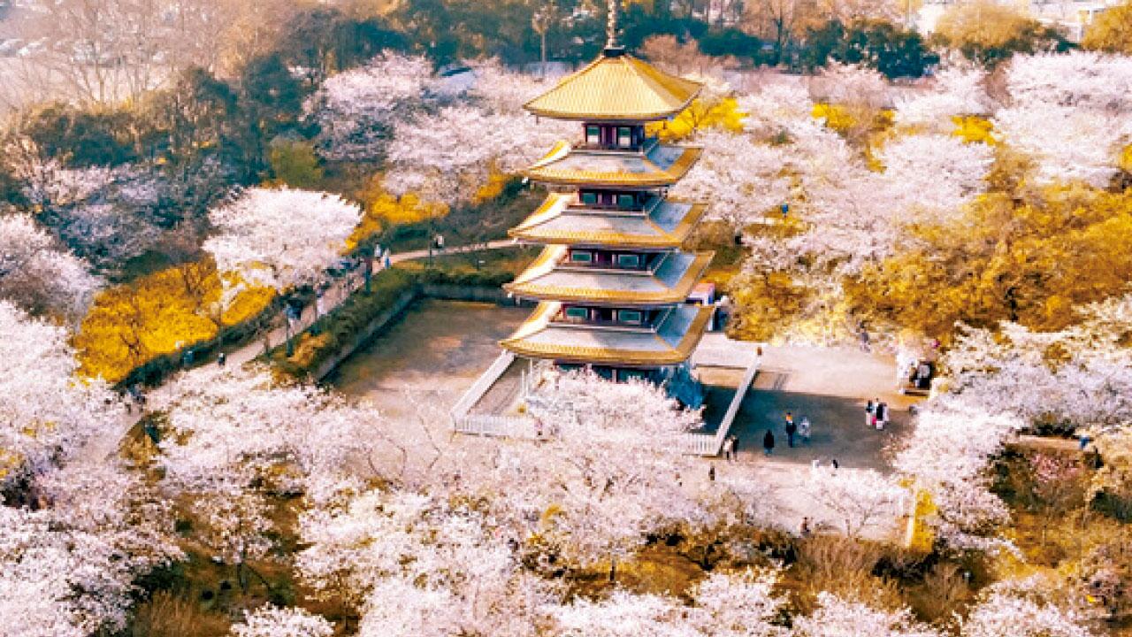 春天賞花打卡呃Like必去！ 旅遊360 帶大家360度投入花花世界